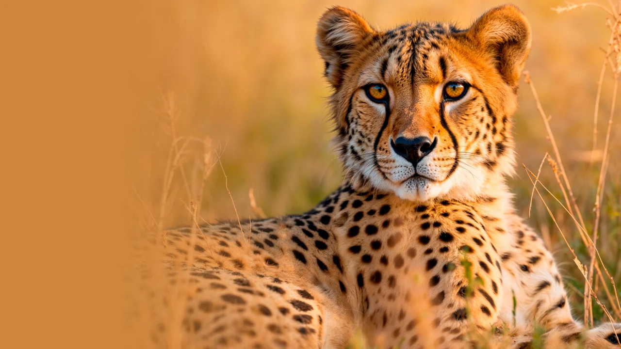 Фильм Гепард. Из охотника в жертву (2016)